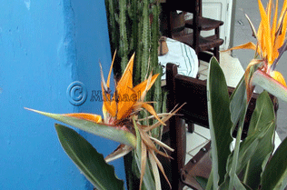 Bird of Paradise Flower